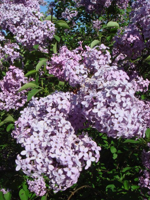 Syringa persica 'Baram' fleur